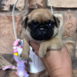 Blue collar - Fawn male Pug puppy in Tucson, Arizona from Furever Friends