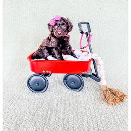 Ruby - Brown female Bernedoodle puppy in Lake City, Florida from 224 Doodles and Poodles