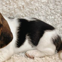 Basset Hounds from Happy Hills Bassets