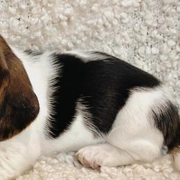 Basset Hounds from Happy Hills Bassets