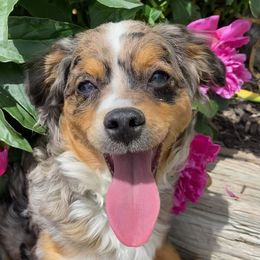 Quincy - Bernedoodle