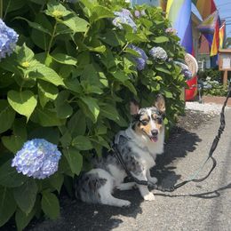 Moose - American Corgi