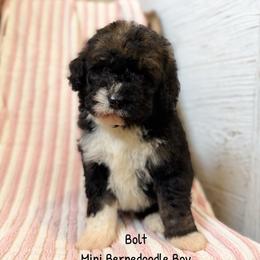 Bolt - Tri-color male Bernedoodle puppy in Grove, Oklahoma from Guinn Family Farms