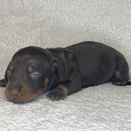 Radar - Chocolate and tan male Dachshund puppy in Mocksville, North Carolina from The Dachs of Hazzard Dachshunds