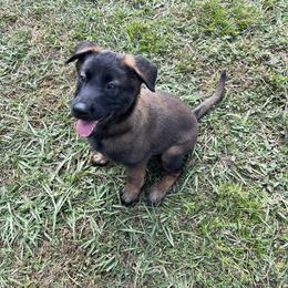 Belgian Malinois Puppies from Klaus K-9 Training LLC