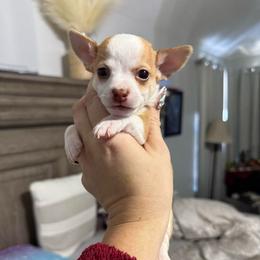 Boy 4 - Fawn and white male Chihuahua puppy in Lees Summit, Missouri from Divine K9s LLC