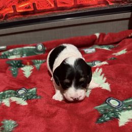 Puppy 4 - Piebald female Dachshund puppy in Martinsville, Virginia from Rea's Doxies