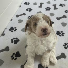 Hunter - Brown and white male Bernedoodle puppy in Lititz, Pennsylvania from Bollinger Pups