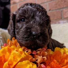 Australian Labradoodle Puppies from Llewellyn's Grove Labradoodles