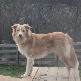 Fitz - Border Collie