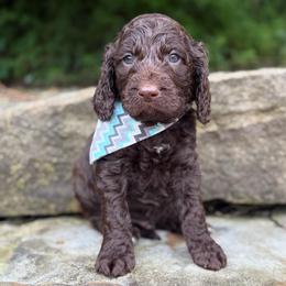 Chai - Liver and white male Springerdoodle puppy in Lisbon, Ohio from Willow Lane Doodles