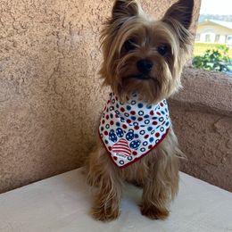 Bailey - Yorkshire Terrier