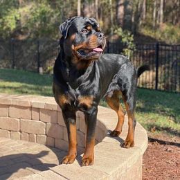 Rottweiler Puppies from Bronx Von Bridges Rottweilers