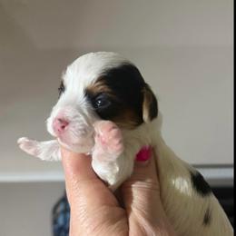 Frankie - Tri-color female Yorkipoo puppy in Florence, Kentucky from 4paws4ever by Design