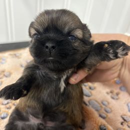 Shih Tzu puppies from Ford Hollow Farms Shih Tzus and Australian Shepherds