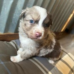 Boy 3 - Red merle male Australian Shepherd puppy in Bison, South Dakota from South Dakota Creekside Australian Shepherds