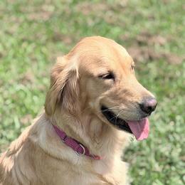 Stalla - Golden Retriever