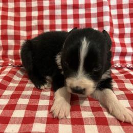 Boy 1 - Black & white male Australian Shepherd puppy in Rose Hill, North Carolina from Motega Australian Shepherds