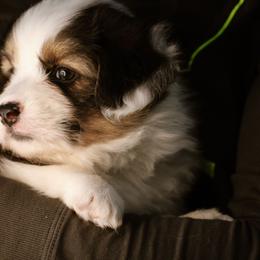 Cain - Black and tan male Pembroke Welsh Corgi puppy in South Otselic, New York from Ridge Top Corgis