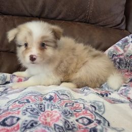 Red merle girl 3, CH lines - Red merle female Border Collie puppy in Newalla, Oklahoma from Roughstock Border Collies and Dachshunds