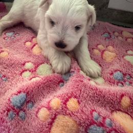 White Chocolate Female 2 - White female Miniature Schnauzer puppy in Pearland, Texas from K & S Schnauzers