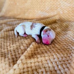 Baby's Breath (Baby) - Parti female Labradoodle puppy in Elizabeth City, North Carolina from Howdy Doodles