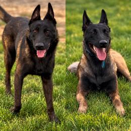 Belgian Malinois puppies from Lion and The Lamb Kennel