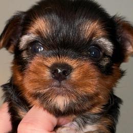 Oakley - Black and tan male Yorkshire Terrier puppy in London, Kentucky from Soto Yorkies