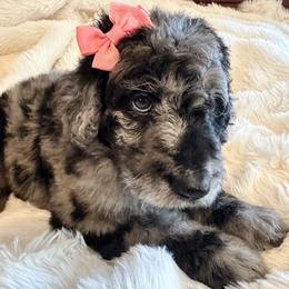 Nana - Merle female Goldendoodle puppy in Greensboro, Georgia from B’s Doodles