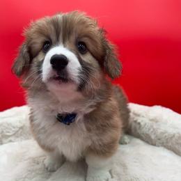 Figgy - Sable male Pembroke Welsh Corgi puppy in Minooka, Illinois from Lucky J Corgis