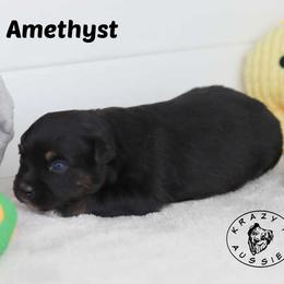 Amethyst - Pending Purchase - Black tri female Miniature Australian Shepherd puppy in Garden Plain, Kansas from Krazy K Aussies