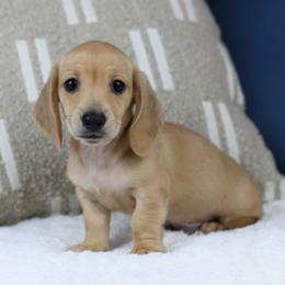 Helios - Cream male Dachshund puppy in Fredonia, Arizona from Kaibab Dachshunds