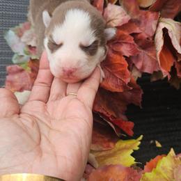 Sunny - Brown and white female Siberian Husky puppy in Springfield, Massachusetts from 16acreshuskies