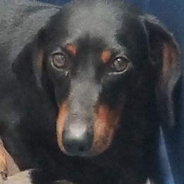 Olive - Dachshund