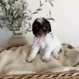 HAZELNUT - Chocolate female Goldendoodle puppy in Ivins Utah, Utah from Luxi Paws Doodles