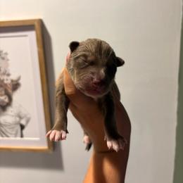 Boy 3 - Agouti and white male Siberian Husky puppy in Pelham, Alabama from Tails & Belles Dog Breeding