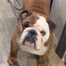 Arlo - Bulldog