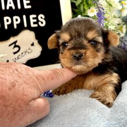 Duke - Black and gold male Yorkshire Terrier puppy in Charleston, West Virginia from Mountain State Puppies