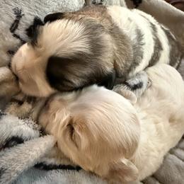 Coton de Tulear puppies from Furever Cotons