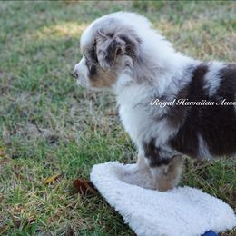 Emerald 💚 - Red merle Miniature American Shepherd puppy in Kamuela On The Big Island, Hawaii from Royal Hawaiian Aussies LLC