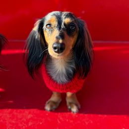 Chloe - Dachshund