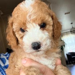 Skye - Yellow and white female Bernedoodle puppy in Grandview, Texas from Big Sky Bernedoodles