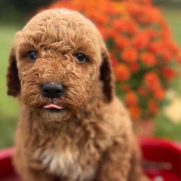 Hank - Apricot male Goldendoodle puppy in Statesville, North Carolina from Ashley's Doodles