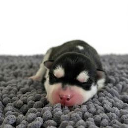 Jett - Black male Siberian Husky puppy in Jacksonville, North Carolina from Seabound Siberians