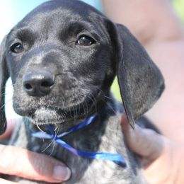 German Shorthaired Pointer and Weimaraner Puppies from Drehbar Weimaraners & GSP's