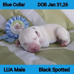 LUA BLACK SPOT BOY - White and black male Dalmatian puppy in Perry, Michigan from Mid-Michigan Dalmatians