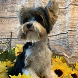 Biewer Terrier and Havanese All Grown Up from Country Sweet Havanese and Bee Happy Biewers