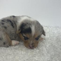 Izzy - Blue female Pembroke Welsh Corgi puppy in Hillsville, Virginia from Bonderosa Kennels