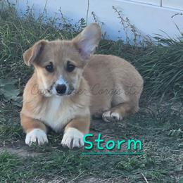 Storm - Red female Pembroke Welsh Corgi puppy in Kiowa, Colorado from Cool Water Corgis LLC