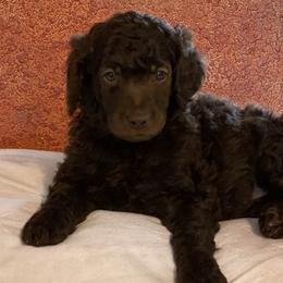 Rube - Poodle
